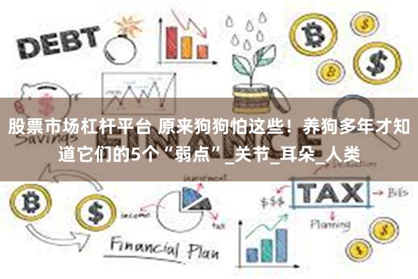 股票市场杠杆平台 原来狗狗怕这些！养狗多年才知道它们的5个“弱点”_关节_耳朵_人类